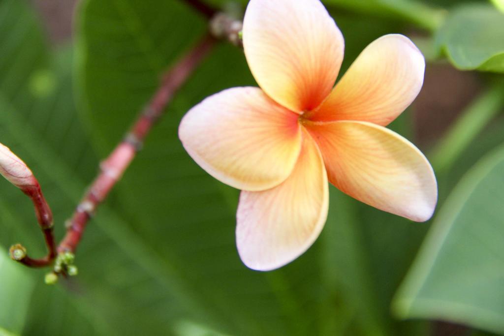 The Flycatcher Inn Retreat HotelSanta Elena エクステリア 写真